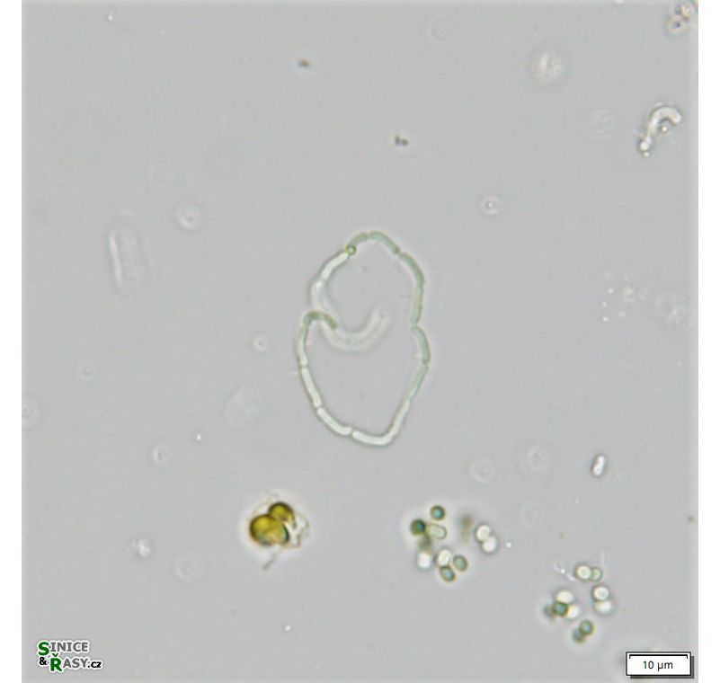 Romeria elegans