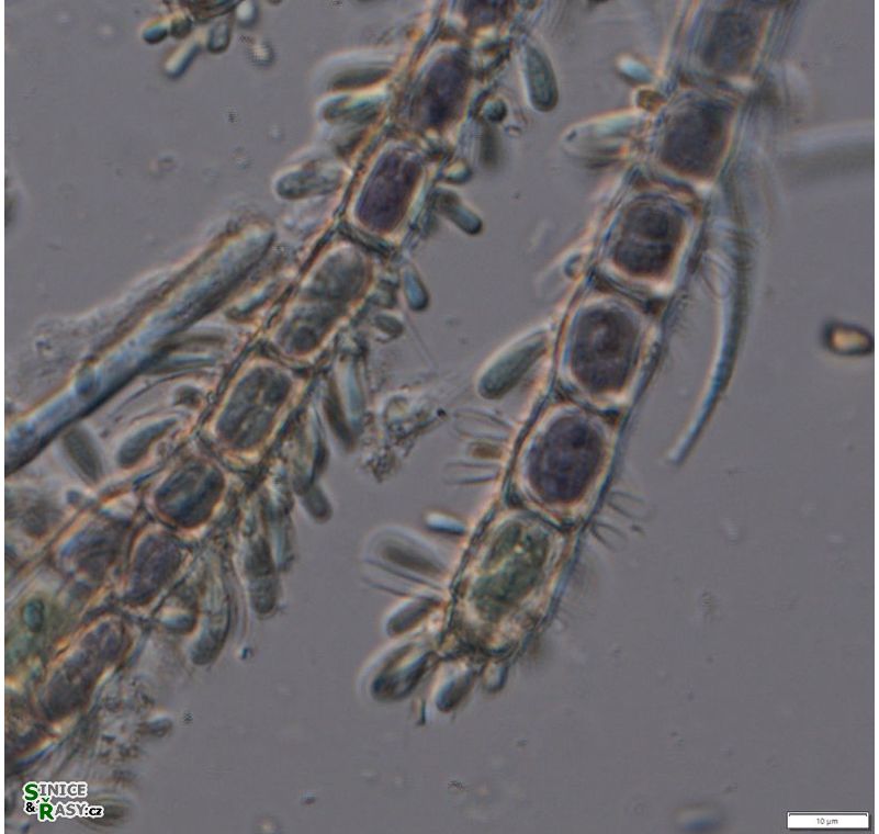 Chamaesiphon confervicola