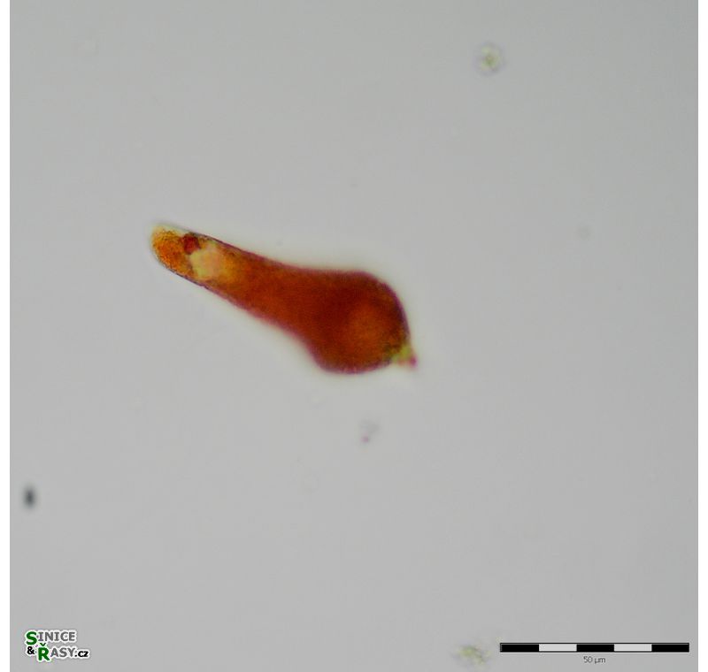 Euglena sanguinea
