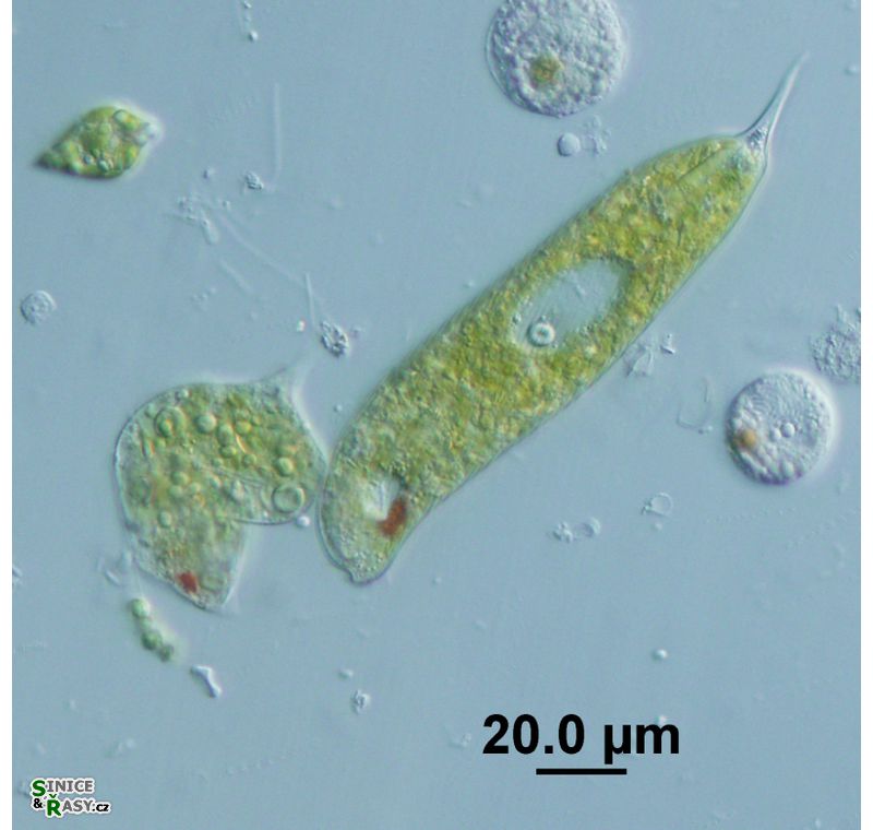 Phacus limnophila