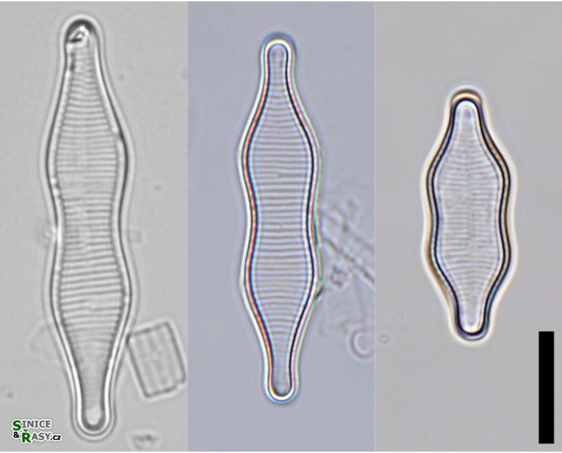 Fragilariforma constricta