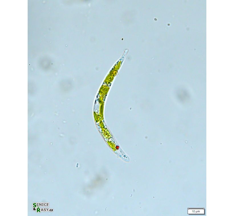 Euglena mutabilis