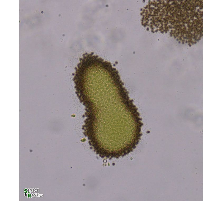 Synechocystis endobiotica