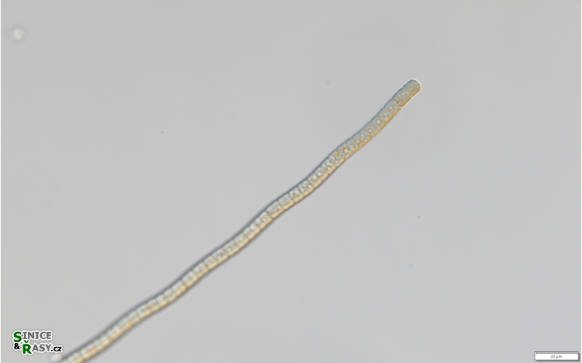 Planktothricoides raciborskii