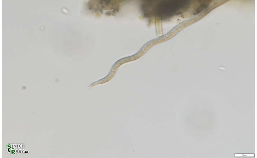 Planktothricoides raciborskii