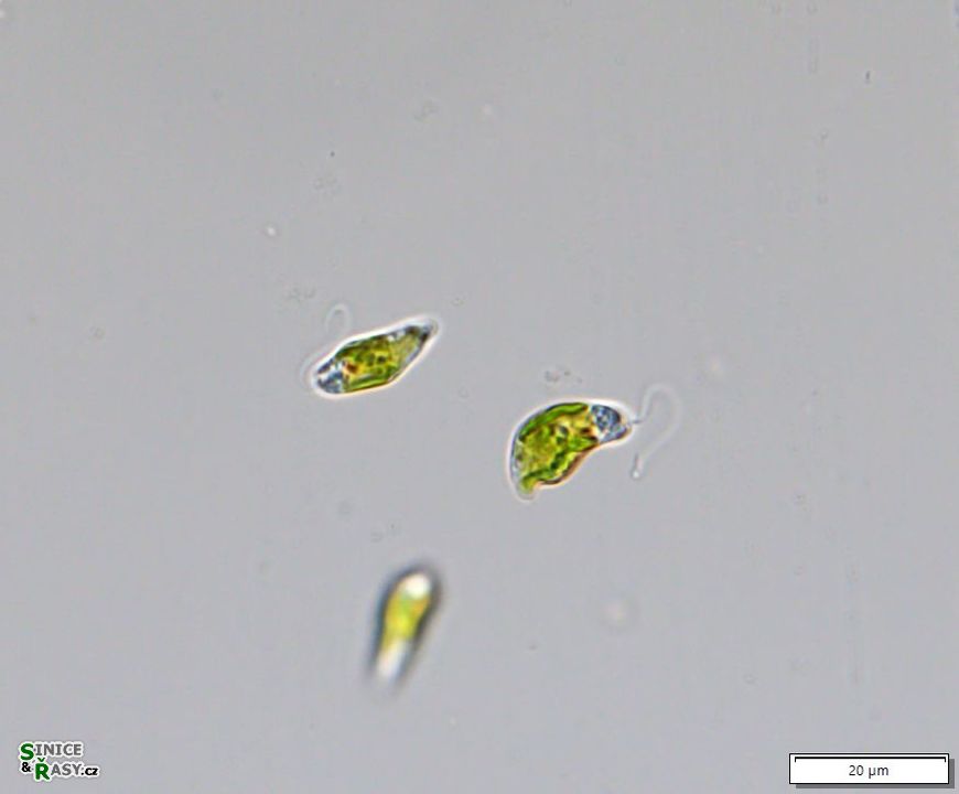 Euglena agilis