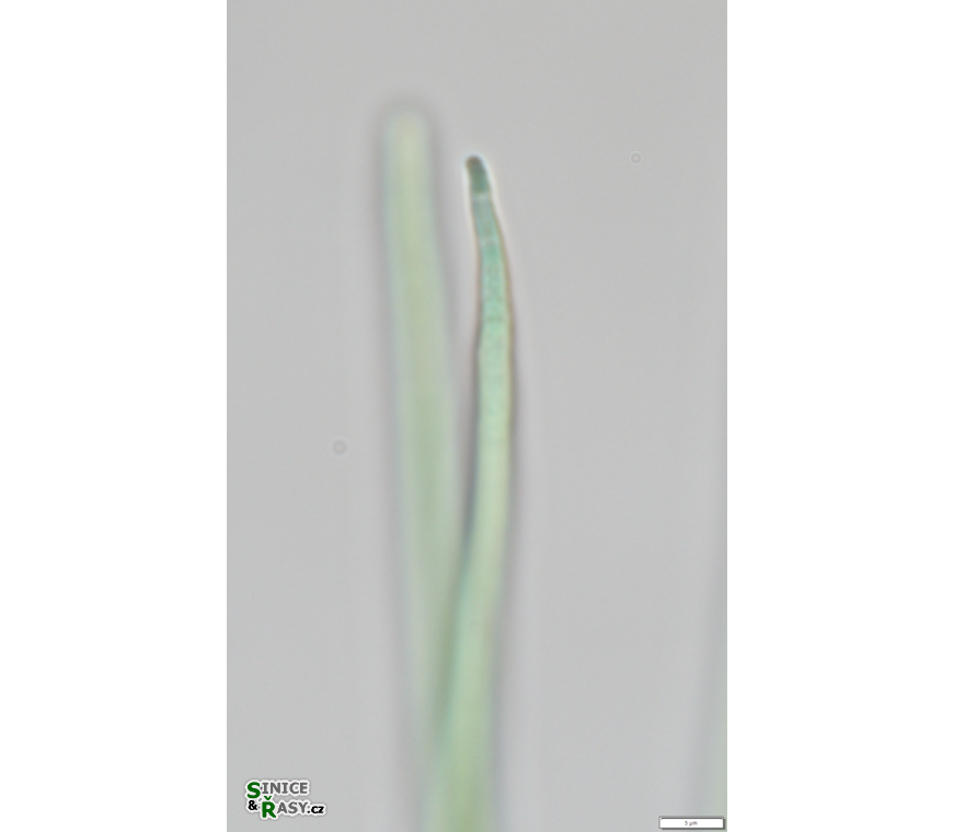 Desertifilum tharense