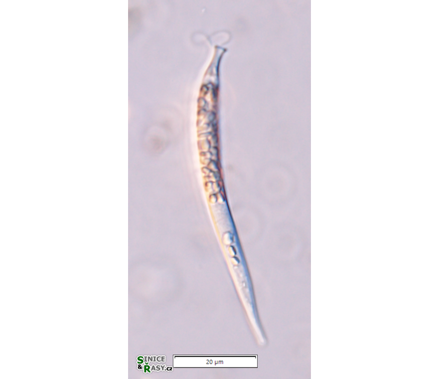 Menoidium tortuosum