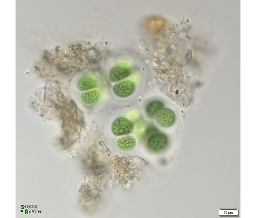 Chroococcus turgidus