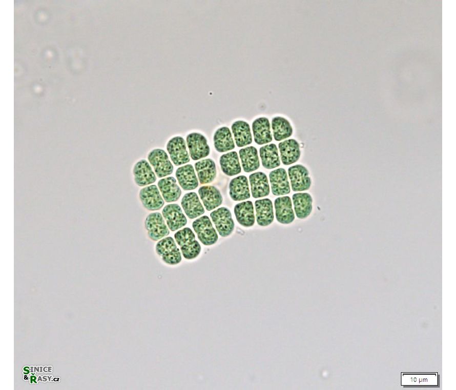 Merismopedia sphagnicola