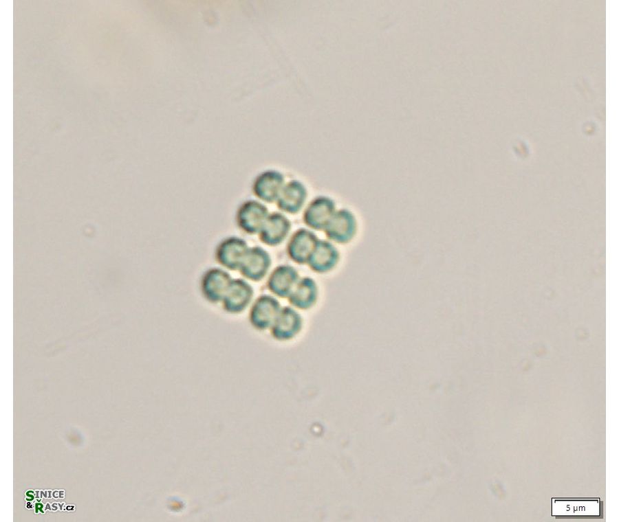 Merismopedia punctata