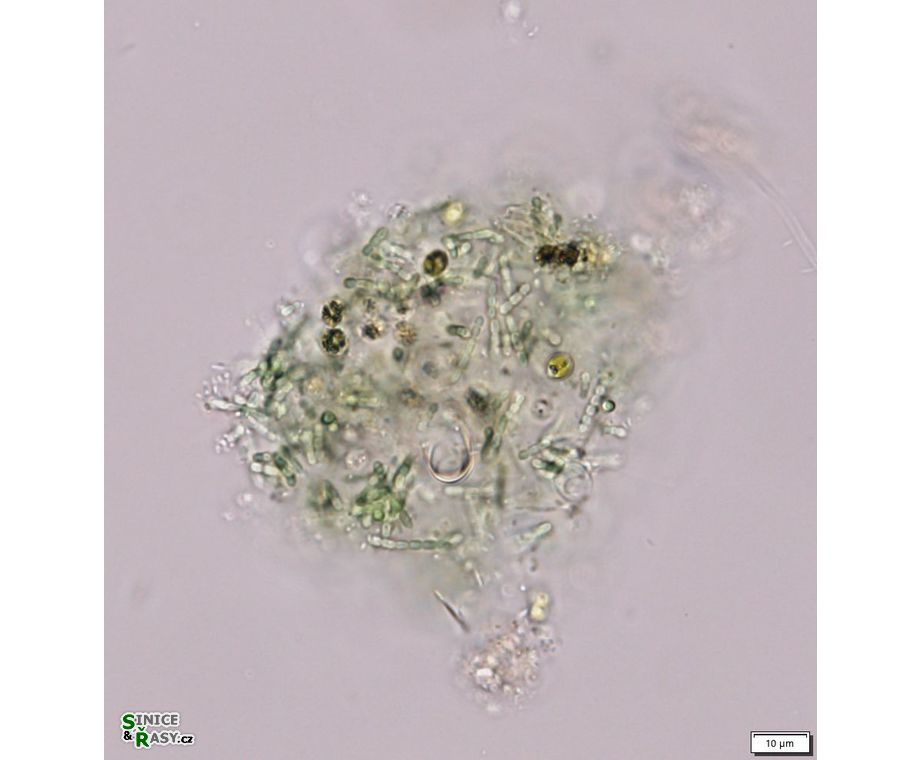 Pseudanabaena mucicola