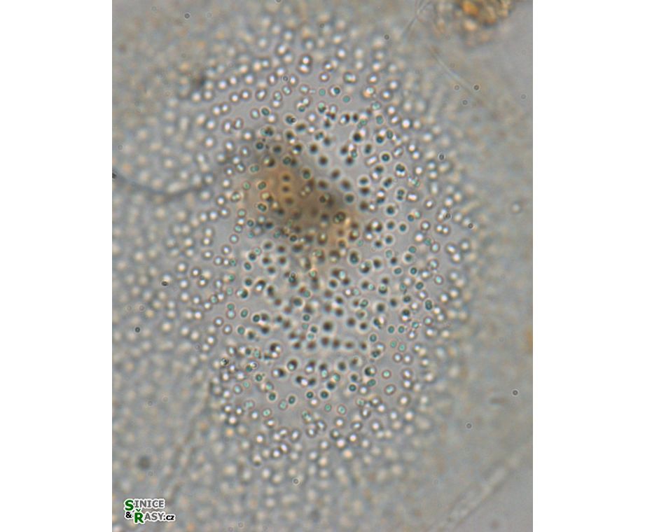 Aphanocapsa planctonica