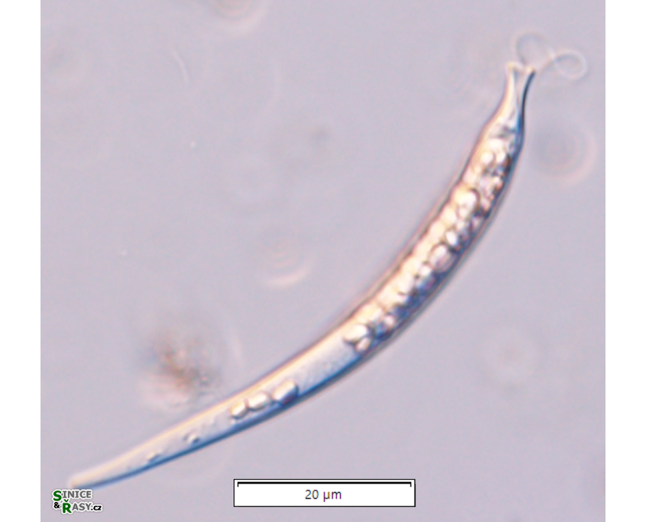 Menoidium tortuosum