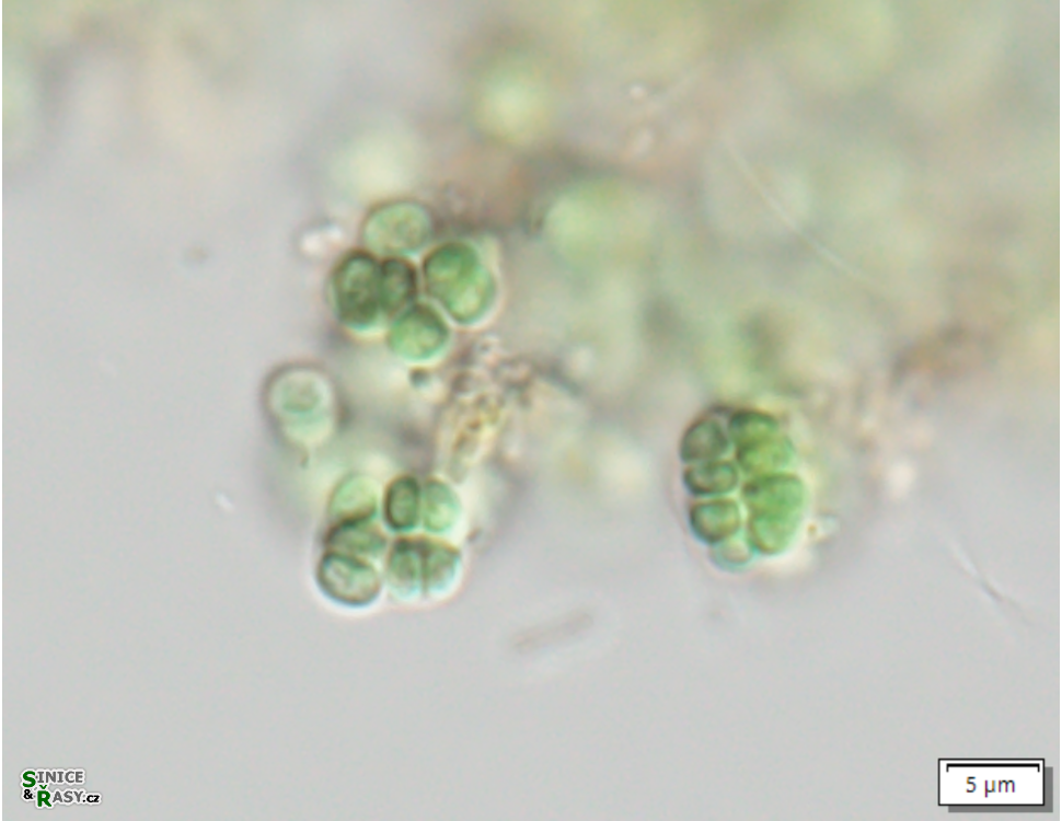 Chroogloeocystis siderophila