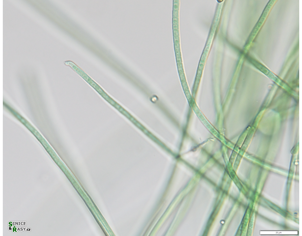 Desertifilum tharense